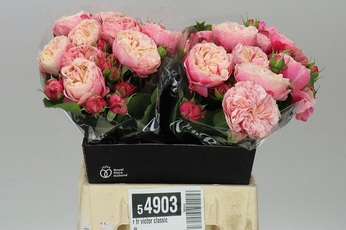 R Tr Victor Classic@
