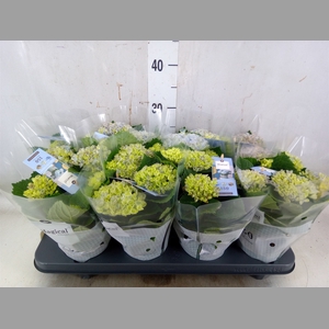 Hydrangea mac. 'Magical Revolution'