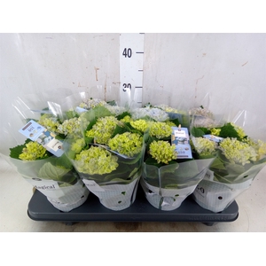 Hydrangea mac. 'Magical Revolution'