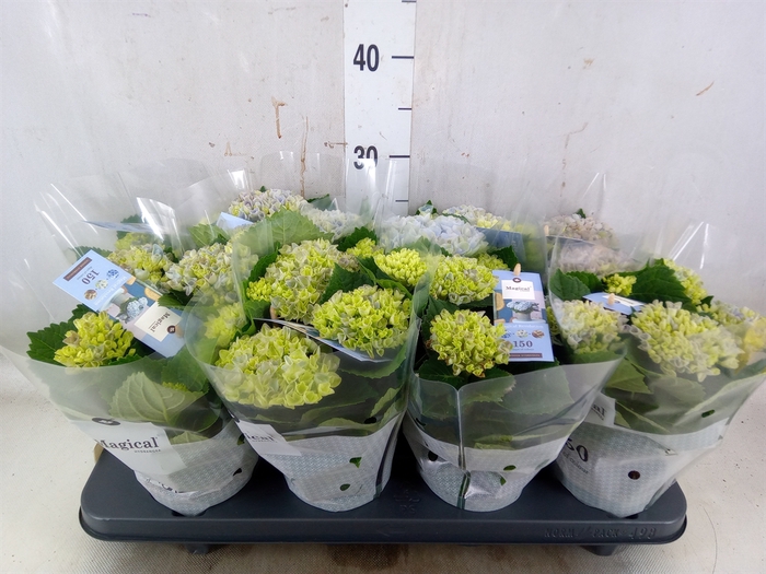 <h4>Hydrangea mac. 'Magical Revolution'</h4>