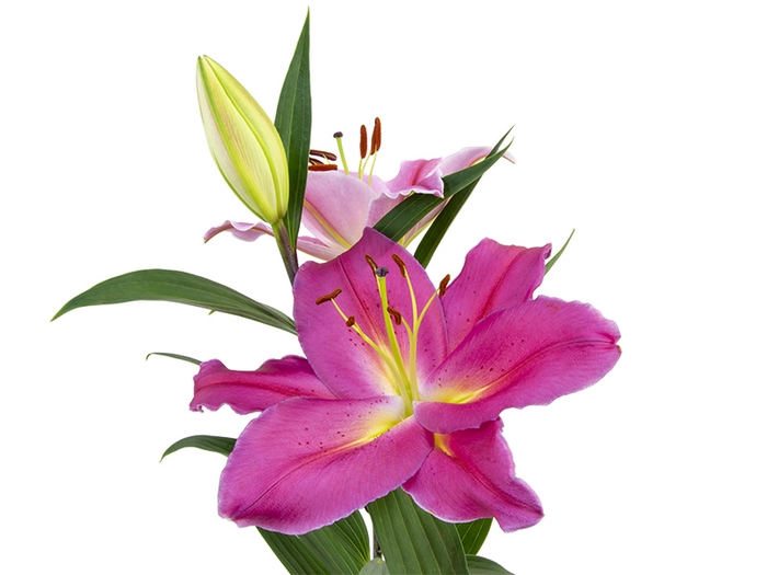 LIRIO TARRANGO 090 CM HA 3/5 FLS