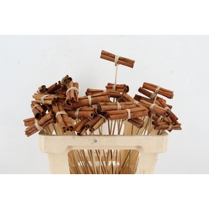 Stick Cinnamon Possy