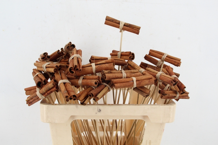 <h4>Stick Cinnamon Possy</h4>