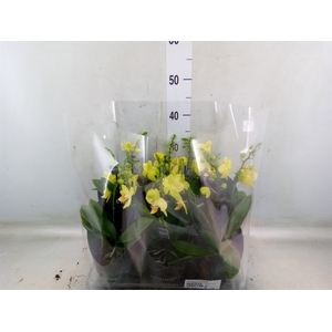 Phalaenopsis multi. 'Ant Albenga'