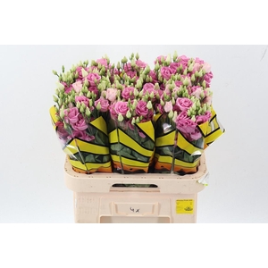 Eus G Rosi Rose Pink