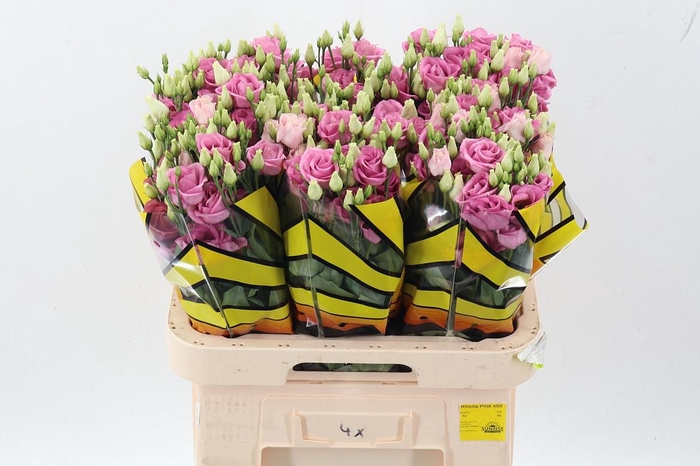<h4>Eus G Rosi Rose Pink</h4>