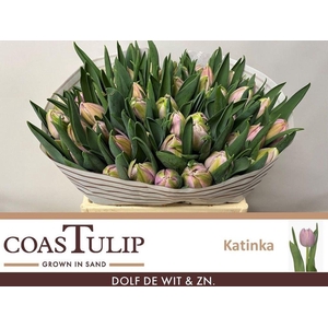 Tulipa do katinka