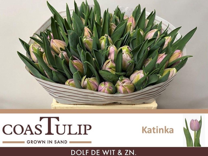 <h4>Tulipa do katinka</h4>