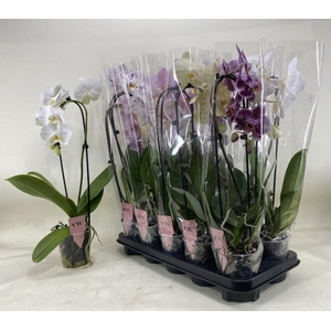 PHAL GEM