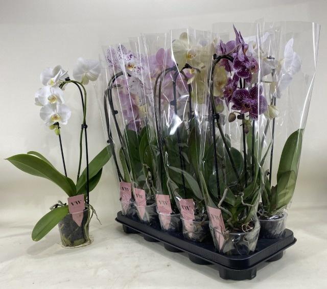<h4>PHAL GEM</h4>