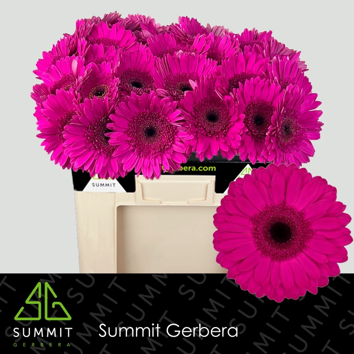 <h4>Gerbera Bon Dia Water</h4>