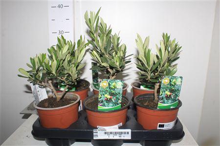 <h4>Olea Europaea</h4>
