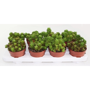 Sedum Rubrotinctum