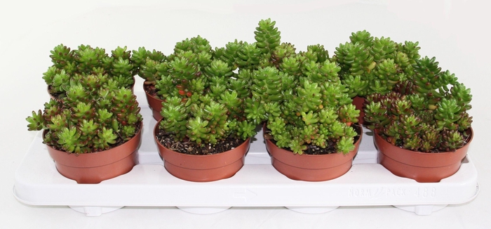 <h4>Sedum Rubrotinctum</h4>