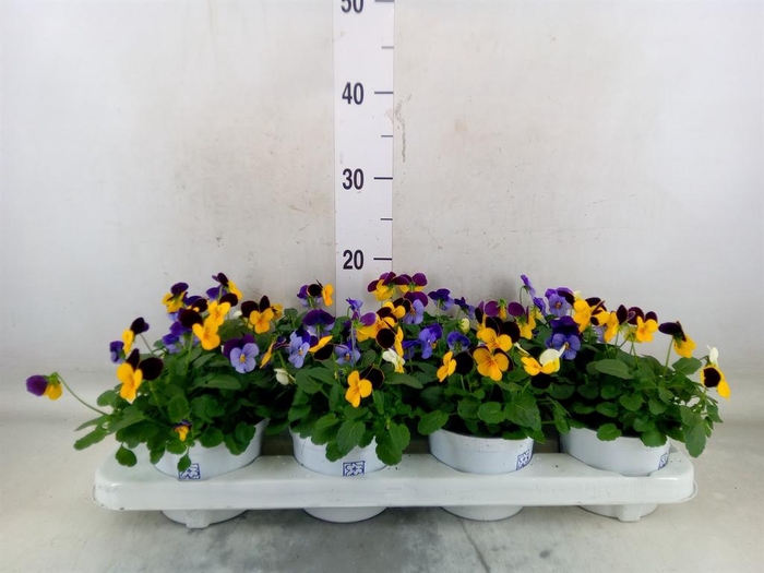 <h4>Viola   ...tricolor</h4>