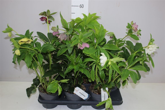 <h4>Helleborus Orientalis Gemengd</h4>