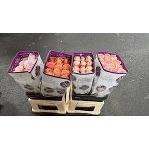 R GR ASSORTED COLORS