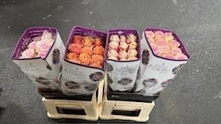 <h4>R GR ASSORTED COLORS</h4>