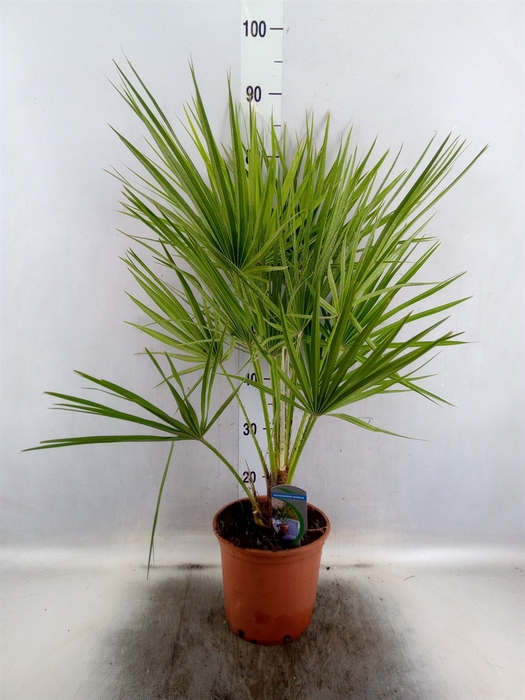 <h4>Chamaerops humilis</h4>