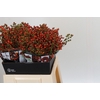Rozenbottel Autumn Rosefruits