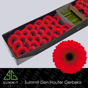 Germini Nirvana Doos