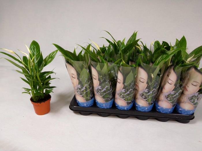 <h4>SPATH ALANA</h4>