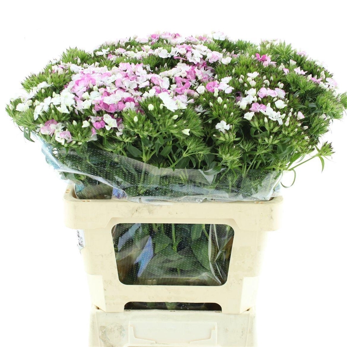 <h4>DI BARB AM ROSE</h4>