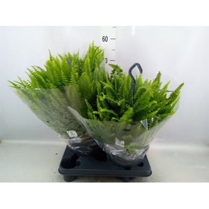 Nephrolepis exal. 'Green Lady'