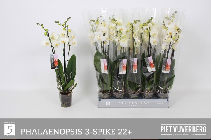 <h4>PHAL OV WIT</h4>