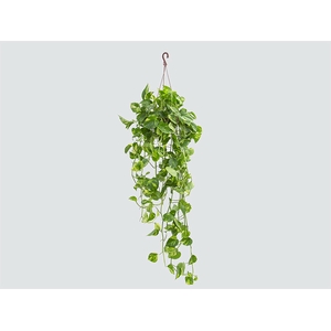 JIBOIA VERDE C21 MIN 100 CM PENDENTE