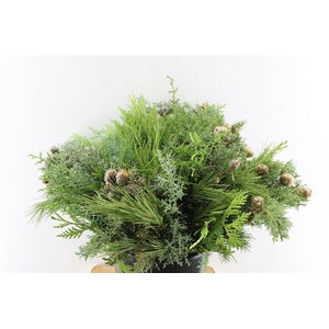 Conifer Cypres Mix