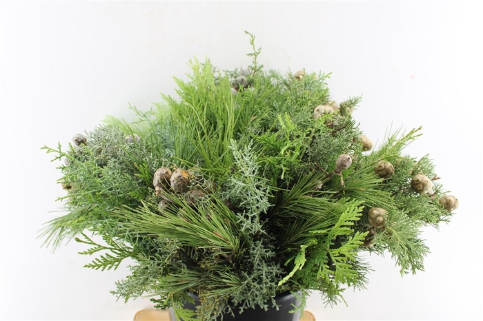 <h4>Conifer Cypres Mix</h4>