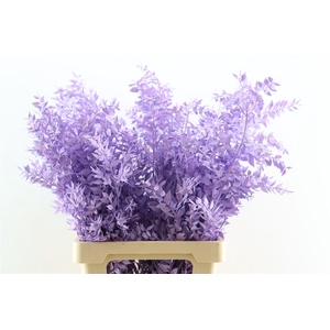 Pres Ruscus Milka P Stem