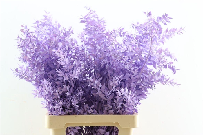 <h4>Pres Ruscus Milka P Stem</h4>