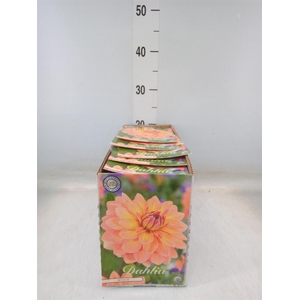 Dahlia   ...flowerbulbs