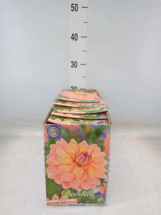 <h4>Dahlia   ...flowerbulbs</h4>