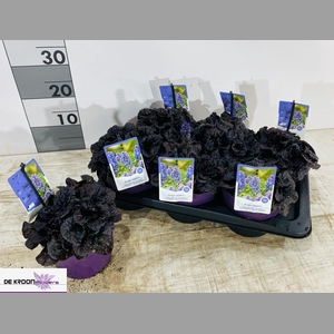 AJUGA R BRAUNHERZ