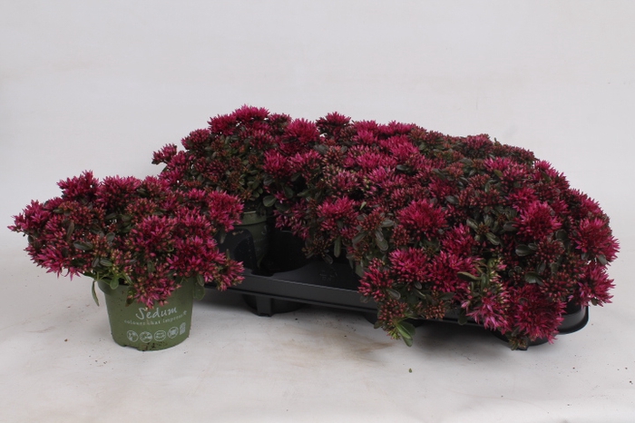 <h4>SEDUM SPU SPOT D ROS</h4>