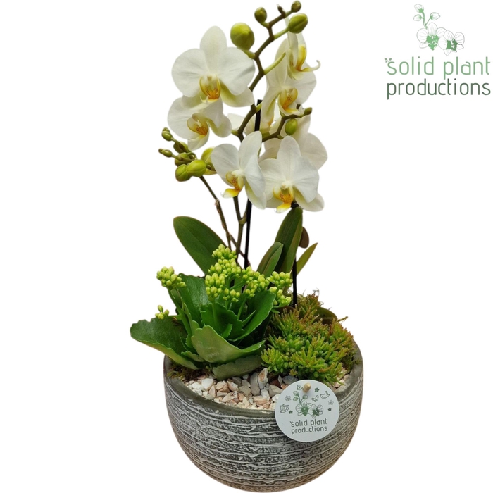 <h4>PH051 Dakota Small White</h4>