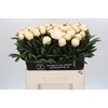 Paeonia Madame Claude Tain