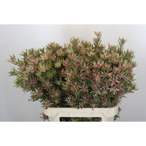 LEUCAD AYOBA ST PEAR