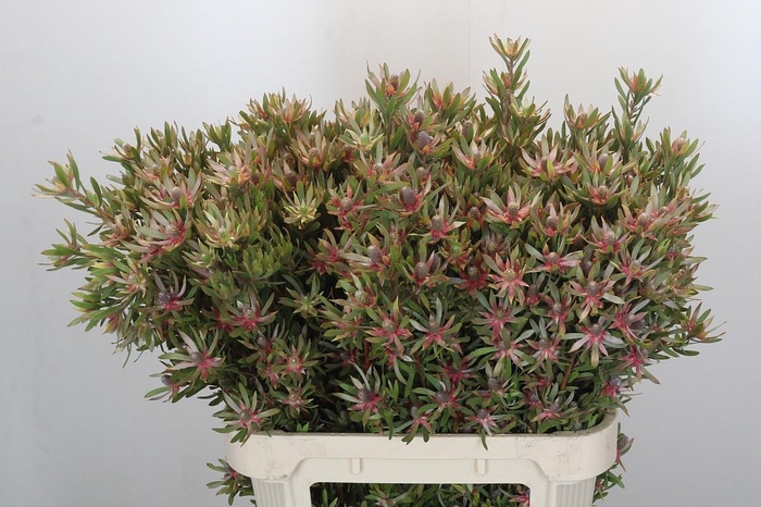 <h4>LEUCAD AYOBA ST PEAR</h4>