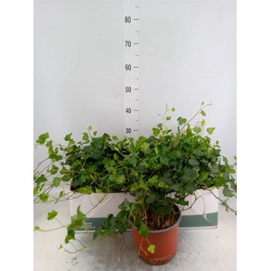 Hedera helix 'Wonder'