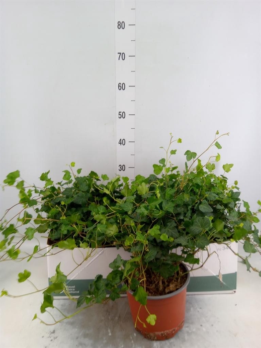 <h4>Hedera helix 'Wonder'</h4>