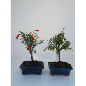 Punica granatum, 15cm. - Granaatappel