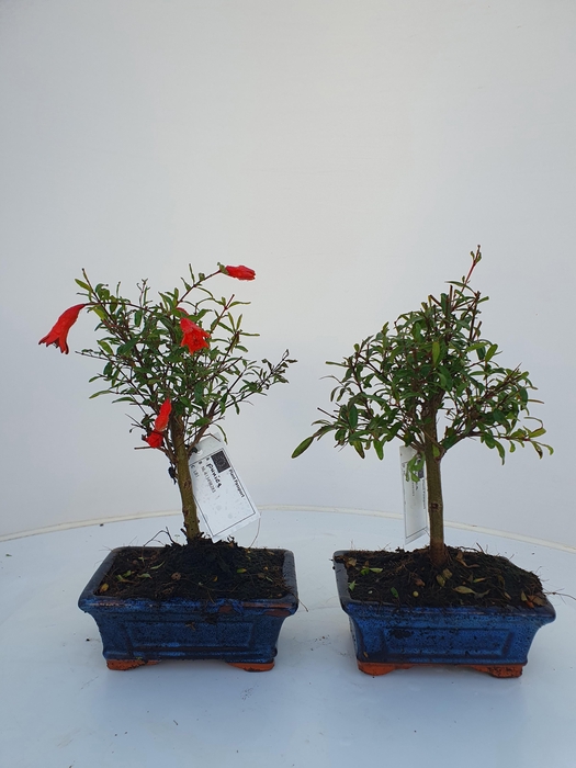 <h4>Punica granatum, 15cm. - Granaatappel</h4>