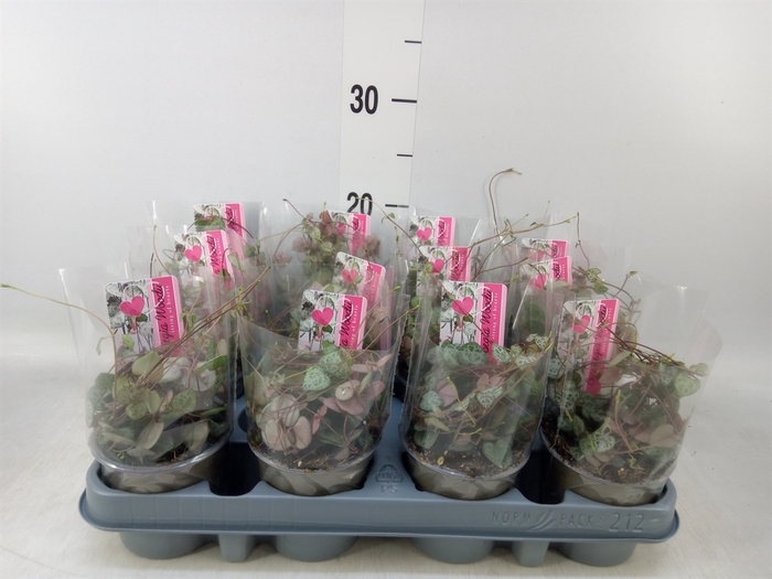 <h4>Ceropegia woodii ssp. woodii</h4>