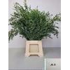 EUC PARVIFOLIA PB