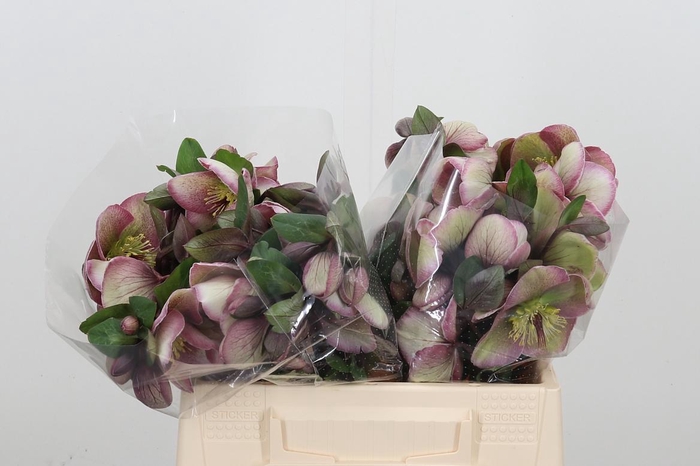 <h4>Helleb Baylis Blush</h4>