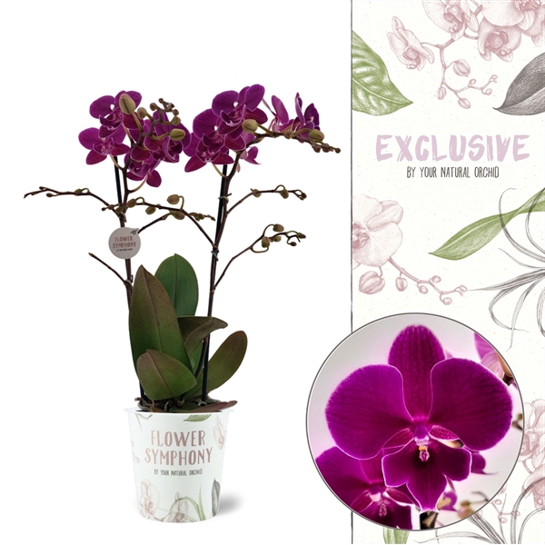 <h4>Flower Symphony | 108762 | Phalaenopsis 2 spike</h4>